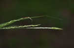 Graceful sedge